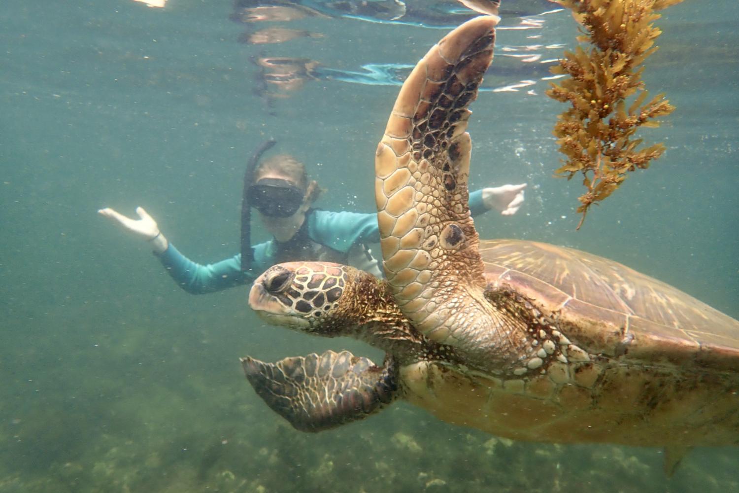 一名<a href='http://3z26.umkt.net'>bv伟德ios下载</a>学生在Galápagos群岛游学途中与一只巨龟游泳.